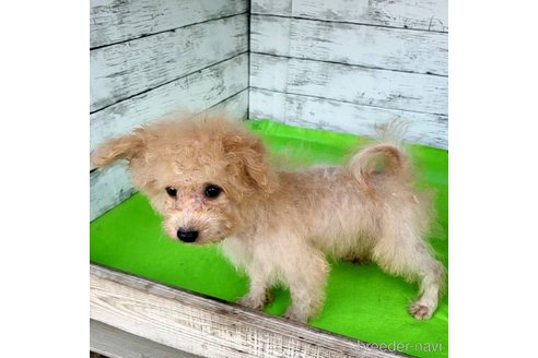 成約済の茨城県のミックス犬-261638の21枚目