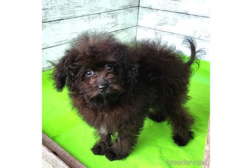 成約済の茨城県のミックス犬-261641の49枚目