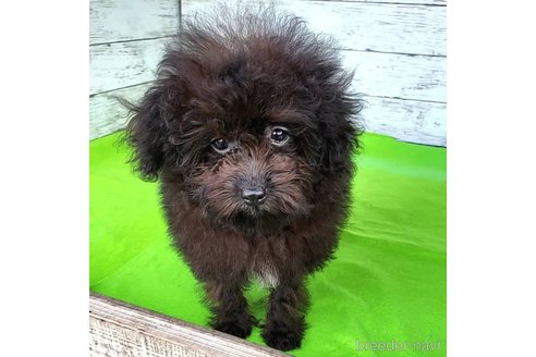 成約済の茨城県のミックス犬-261641の48枚目