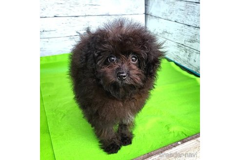 成約済の茨城県のミックス犬-261641の45枚目