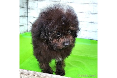 成約済の茨城県のミックス犬-261641の47枚目