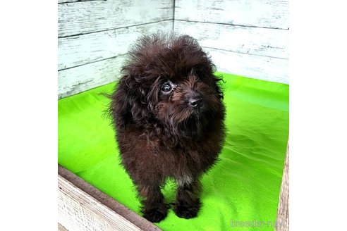 成約済の茨城県のミックス犬-261641の46枚目