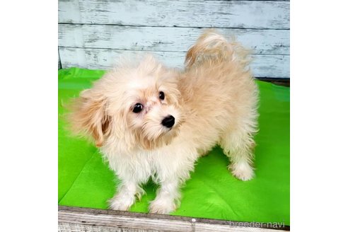 成約済の茨城県のミックス犬-261643の40枚目