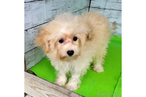 成約済の茨城県のミックス犬-261643の39枚目
