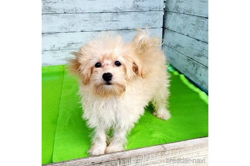 成約済の茨城県のミックス犬-261643の37枚目