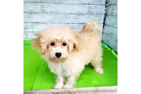 成約済の茨城県のミックス犬-261643の38枚目