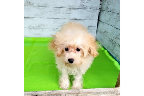 成約済の茨城県のミックス犬-261643の36枚目