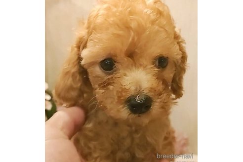 成約済の愛知県のティーカッププードル-273686の4枚目
