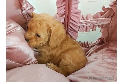 成約済の愛知県のティーカッププードル-273686の2枚目