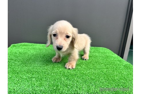 成約済の兵庫県のカニンヘンダックスフンド(ロングヘアード)-274618の4枚目