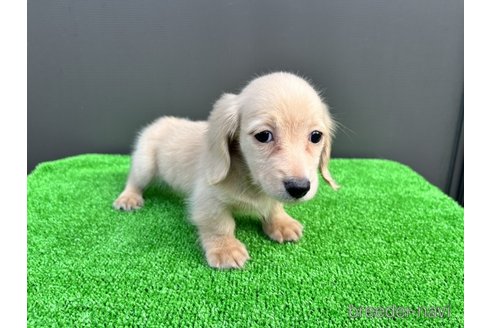 成約済の兵庫県のカニンヘンダックスフンド(ロングヘアード)-274618の5枚目