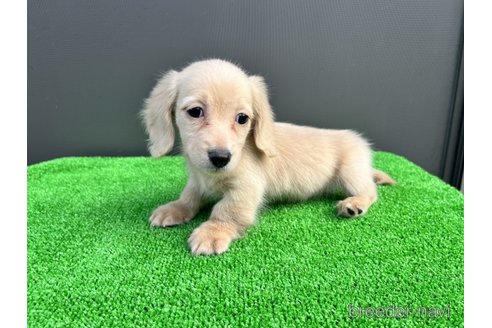 成約済の兵庫県のカニンヘンダックスフンド(ロングヘアード)-274618の3枚目