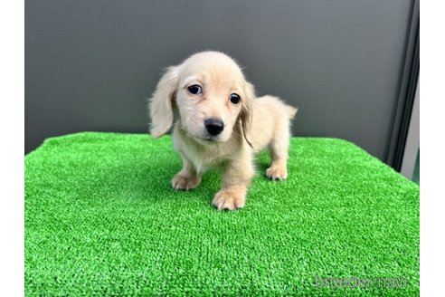 成約済の兵庫県のカニンヘンダックスフンド(ロングヘアード)-274618の2枚目