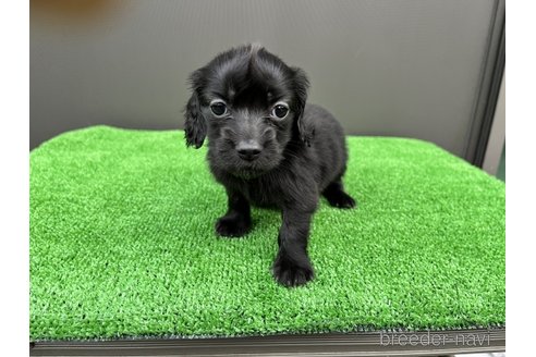 成約済の兵庫県のカニンヘンダックスフンド(ロングヘアード)-274620の5枚目