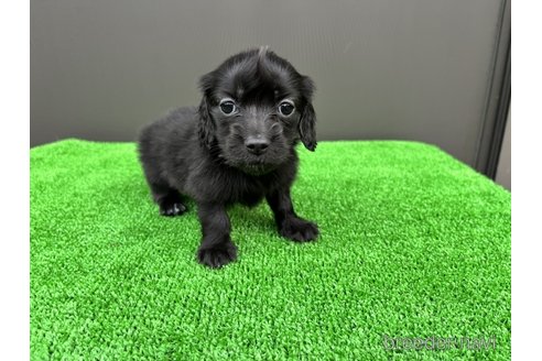 成約済の兵庫県のカニンヘンダックスフンド(ロングヘアード)-274620の2枚目