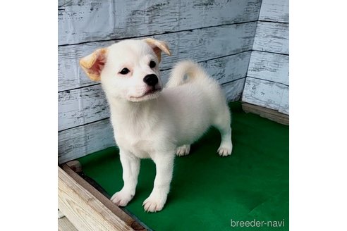 成約済の茨城県のミックス犬-265218の20枚目