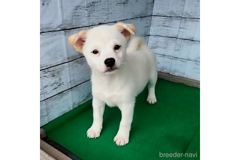 成約済の茨城県のミックス犬-265218の19枚目