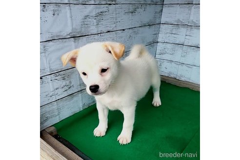 成約済の茨城県のミックス犬-265218の17枚目