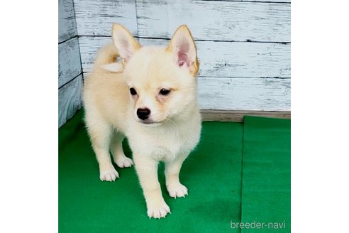 成約済の茨城県のミックス犬-265214の15枚目