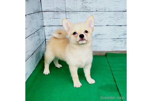 成約済の茨城県のミックス犬-265214の14枚目