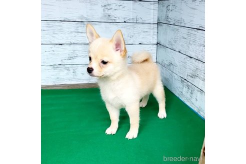 成約済の茨城県のミックス犬-265214の13枚目