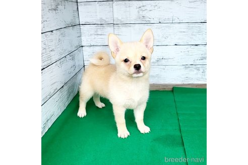 成約済の茨城県のミックス犬-265214の12枚目