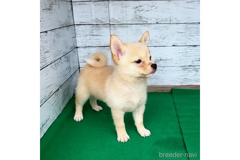 成約済の茨城県のミックス犬-265214の11枚目
