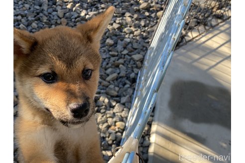 成約済の岡山県の柴犬-264522の1枚目