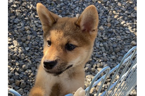 成約済の岡山県の柴犬-264522の5枚目