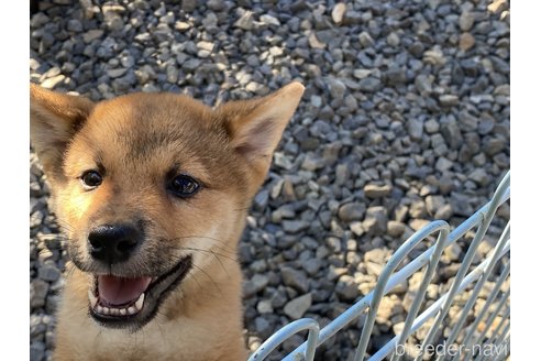 成約済の岡山県の柴犬-264522の4枚目