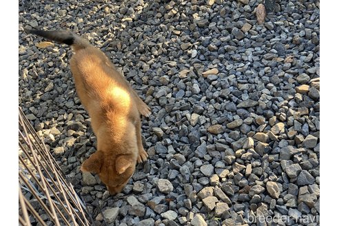 成約済の岡山県の柴犬-264522の3枚目