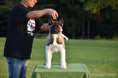 成約済の三重県のその他の犬種-274688の1枚目