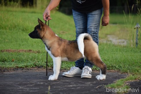 成約済の三重県のその他の犬種-274688の2枚目