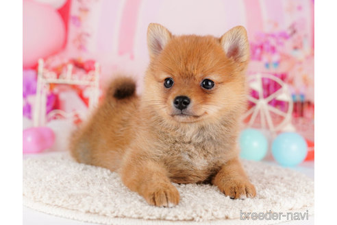 成約済の東京都のミックス犬-274696の4枚目
