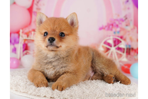 成約済の東京都のミックス犬-274696の5枚目