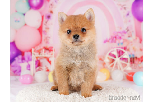 成約済の東京都のミックス犬-274696の6枚目