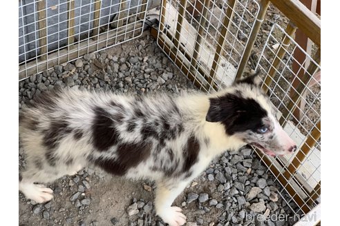 成約済の鹿児島県のボーダーコリー-259545の3枚目