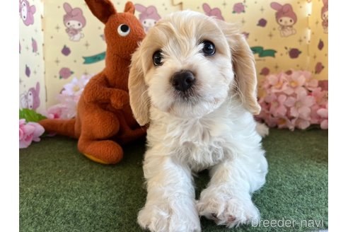 成約済の栃木県のミックス犬-272135の14枚目