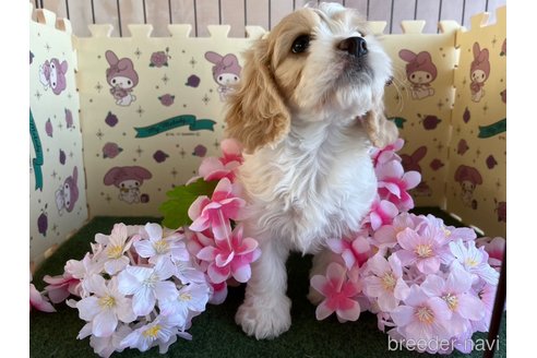 成約済の栃木県のミックス犬-272135の12枚目