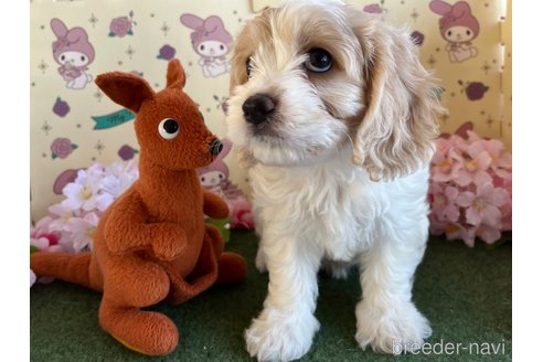 成約済の栃木県のミックス犬-272135の11枚目