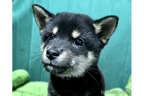 成約済の茨城県の豆柴-274737の3枚目