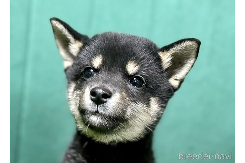 成約済の茨城県の豆柴-274737の4枚目