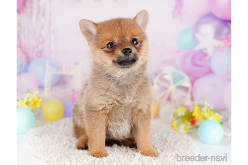 成約済の東京都のミックス犬-274786の3枚目