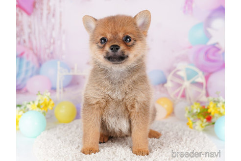 成約済の東京都のミックス犬-274786の4枚目