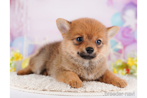 成約済の東京都のミックス犬-274786の5枚目