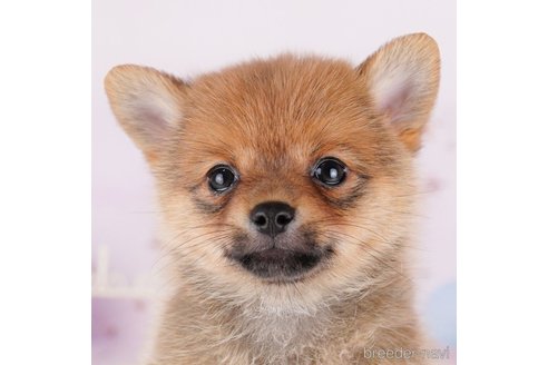 成約済の東京都のミックス犬-274786