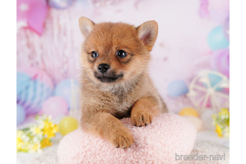 成約済の東京都のミックス犬-274786の6枚目