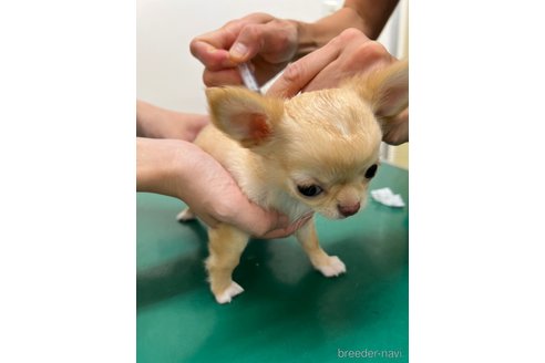成約済の千葉県のチワワ(ロングコート)-265092の16枚目