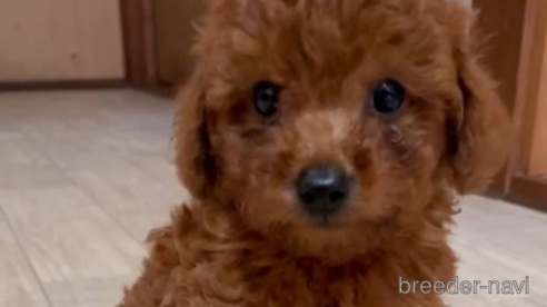 子犬