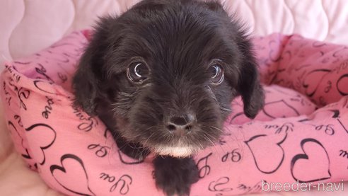 成約済の愛知県のチワプー:チワワ×トイプードル-272915の3枚目